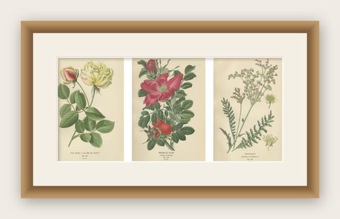 Historic Roses: A Victorian Botanical Showcase, 1896, shown framed