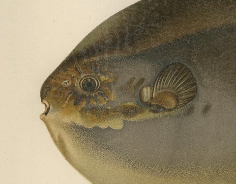 Ocean Sunfish and Scandinavian Blennies - Unique and Striking Fish Litho, 1895, close-up 2