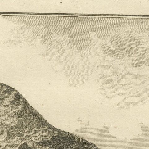 Original Antique Engraving of a Parrot Species, close-up 1