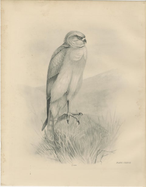 Set of Three British Harrier Bird Lithographs by Stonham, 1908, view 3
