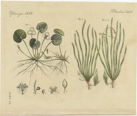 Frogbit and Spiral Tape Grass Water Plants, Antique Bertuch Print, circa 1818, view 2