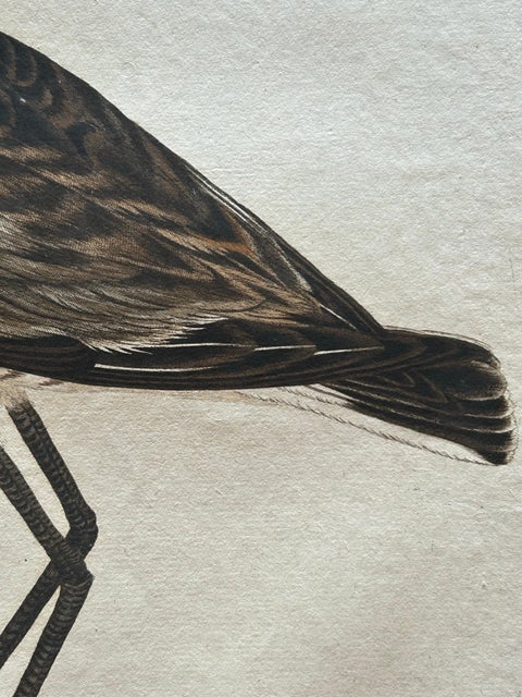 Scolopax Limosa, Antique Black-Tailed Godwit Print by Nozeman & Sepp, 1809, view 10