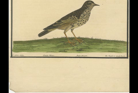 Antique Hand-Colored Engraving of The Pipit or Small Lark by Eleazar Albin, 1730, close-up 3