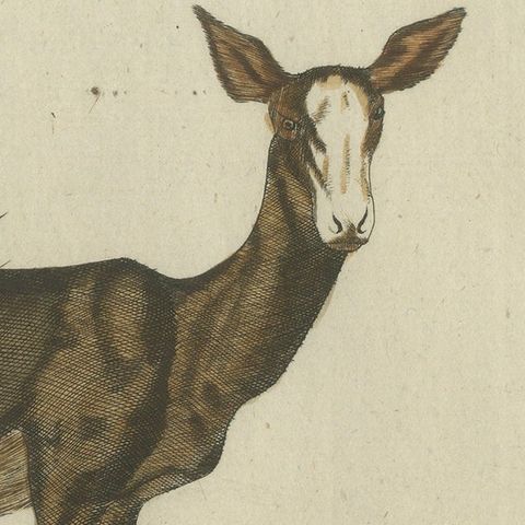 Hand-Colored Antique Engraving of a Male and Female Deer, Published in 1820, close-up 4
