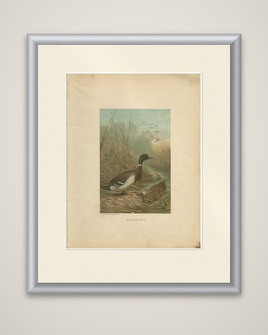 Antique Chromolithograph Print of Mallard Duck, 1898, Mounted, shown framed