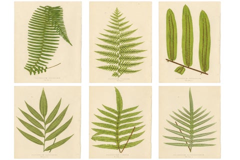 Antique Botanical Fern Lithographs by E.J. Lowe, Set of 6, Published in 1856