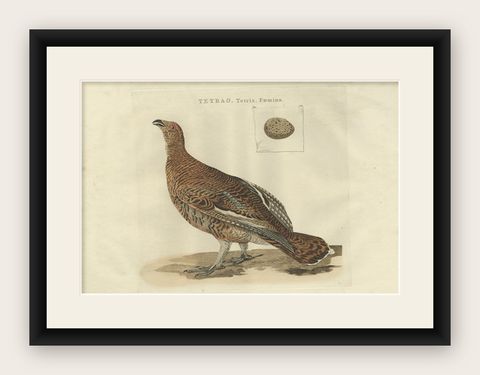 Antique Bird Print of the Female Black Grouse by Sepp & Nozeman, 1789, shown framed