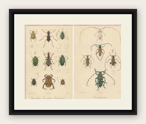 Set of 2 Antique Beetle Prints, Scarab, Ground & Longhorn Beetles, Sumatra 1887, shown framed