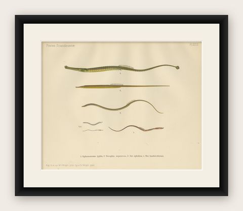 Pipefish and Worm Pipefish - Graceful and Slender Scandinavian Fish Lithograph, shown framed