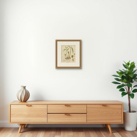 Antique Ginger Botanical Print, Zingiber Officinale, c.1831, shown framed on a wall