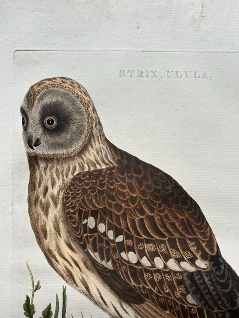 Strix Ulula, Hand-Coloured Engraving of Short-Eared Owl with Eggs, 1770–1829, view 7