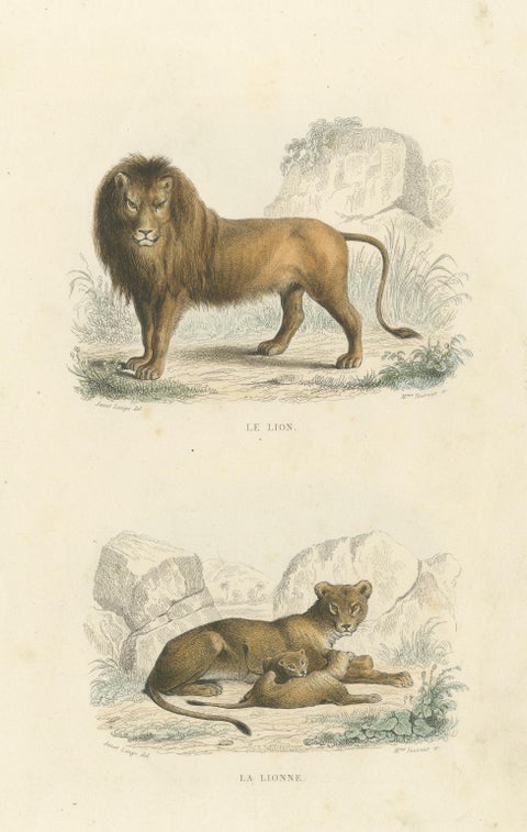 Two Images on One Sheet of a Lion and Lioness, view 3