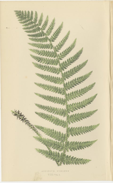 Antique Hand-Colored Fern Prints - Aspidium Species - 19th Century Botanical Art, view 3
