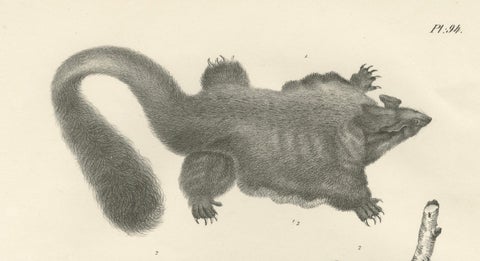 Rare 19th-Century Lithograph of Exotic Marsupials: Koala, Wombat & Phalanger, close-up 5