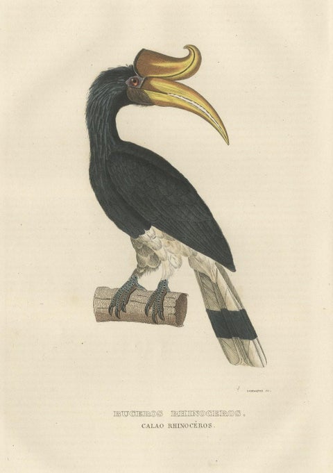 Amazing Original Bird Print of the Rhinoceros Hornbill, close-up 1