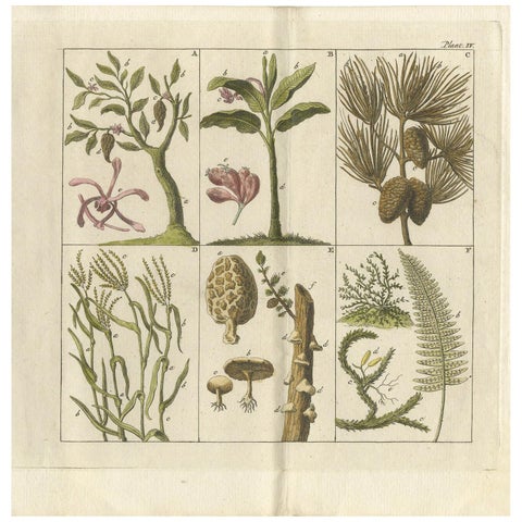 Antique Botany Print of Various Trees, Mushrooms and Ferns '1808'