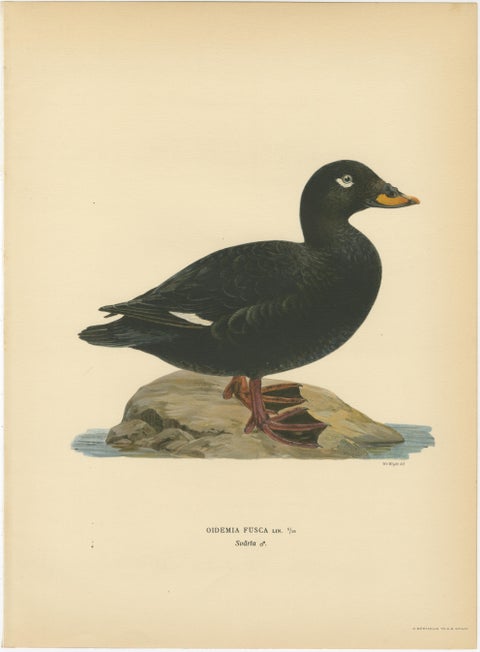 Antique Scandinavian Bird Lithographs, Velvet Scoter Ducks, Svenska Fåglar 1929, view 2