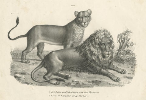 Original Antique Print of a Barbary Lion and Lioness by Brodtmann, view 3