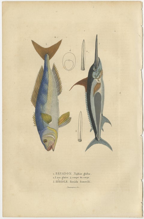 Marine Majesty: Swordfish & Sealife Engravings in Old Handcoloring, 1845, view 2