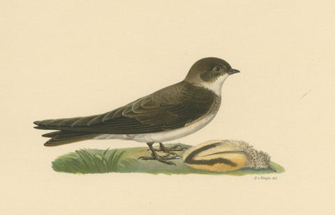 Riparia Riparia - Hand-colored Sand Martin Lithograph by M. von Wright, 1927, close-up 3