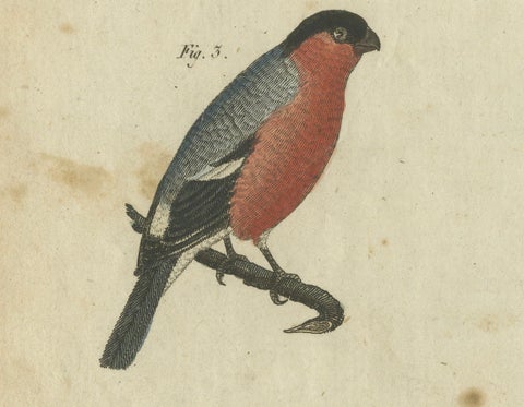 Elegant European Birds: 1805 Handcolored Engraving from Bertuch's Masterpiece, close-up 4