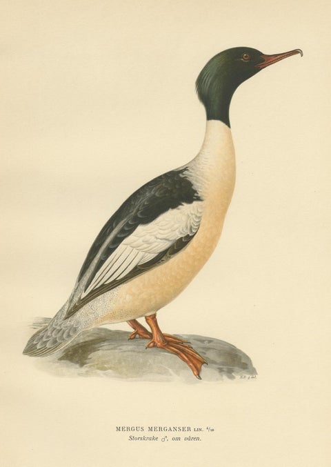 Antique Bird Print of the Common Merganser by Von Wright '1929', view 4