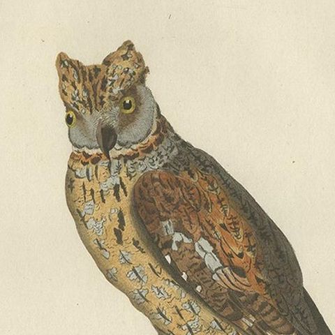 Eurasian Scops Owl Print, Antique Dutch Ornithology by Sepp & Nozeman, c.1770, close-up 1