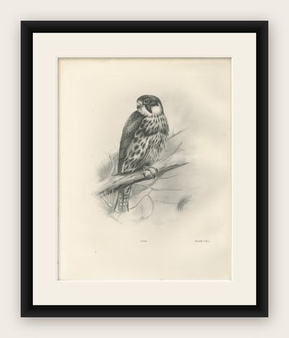 Antique Eurasian Hobby Falcon Print by Lilian M. Medland, circa 1908, shown framed