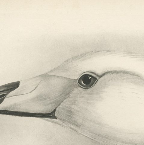 Heads of the Wild Swans, Antique Bird Print after Lilian Medland, circa 1909, close-up 2
