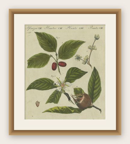 Medlar and Cornelian Cherry: Blossoms, Fruit, and Seeds, Bertuch, 1805, shown framed