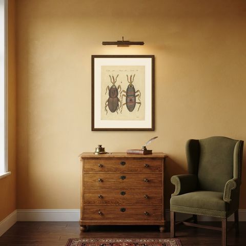 Grain Weevil Magnified Under the Microscope, Antique Bertuch Print, circa 1815, shown framed in a room