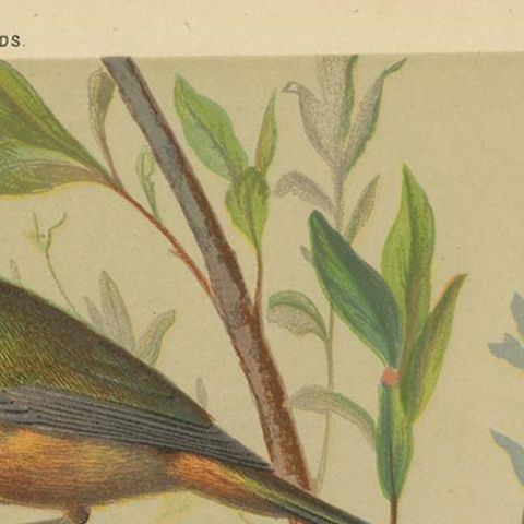 Antique Bird Print of Pin-Tailed Parrot Finch, Yellow Billed Leiothrix and Other, close-up 1
