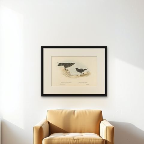 Antique Bird Print of Storm Petrels by Gould, 1832, shown framed on a wall