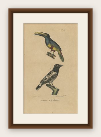 Antique Bird Print of an Aracari Toucan and an Australian Magpie Bird, ca.1830, shown framed