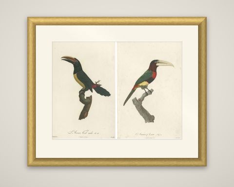 Two Magnificent Hand-Colored Antique Prints of a Toucan, Ca.1805, Rare, shown framed