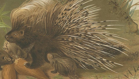 Crested Porcupine, Antique Wildlife Chromolithograph, Safari Style Art, 1894, close-up 5