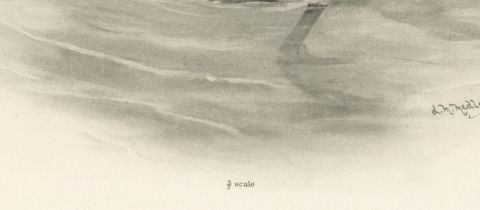 Pintail, Antique Bird Print after Lilian Medland, circa 1909, close-up 1