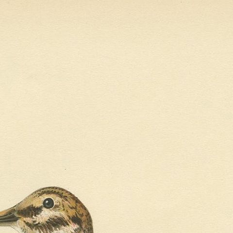 Antique Bird Print of the Jack Snipe by Von Wright, 1929, close-up 1