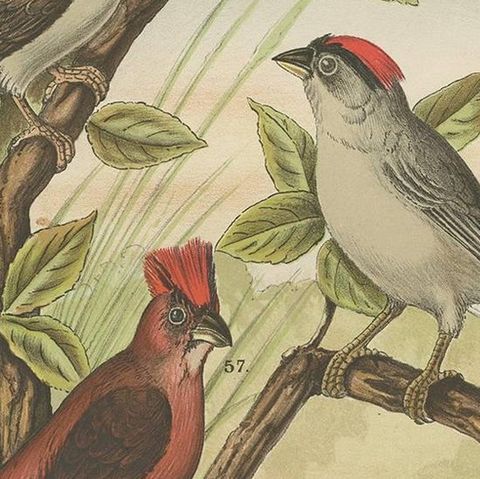 Antique Bird Print of the Red-Pileated Finch, Grosbeak and Sparrow (1886), close-up 2