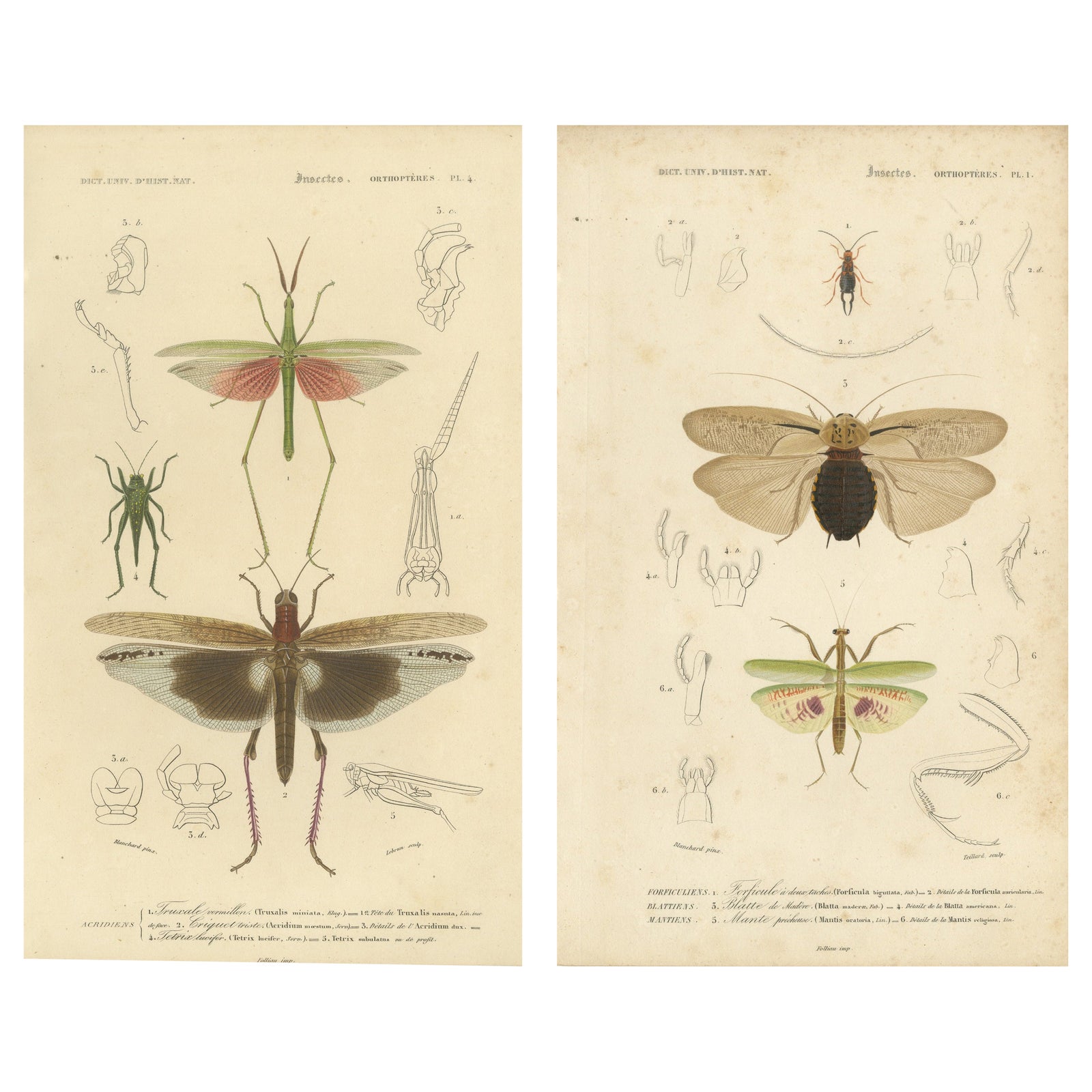 Antique Orthoptères Pair, Grasshoppers, Mantids & Earwigs, French c.1800