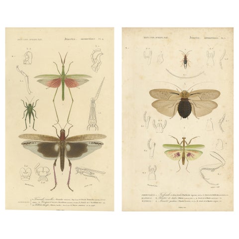 Antique Orthoptères Pair, Grasshoppers, Mantids & Earwigs, French c.1800