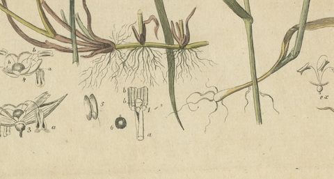 Two Grasses with Flower Details, Antique Bertuch Print, circa 1818, close-up 2