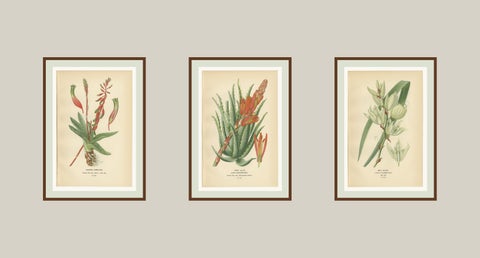 Antique Botanical Lithographs, Gasteria, Aloe & Yucca, 1897, view 5