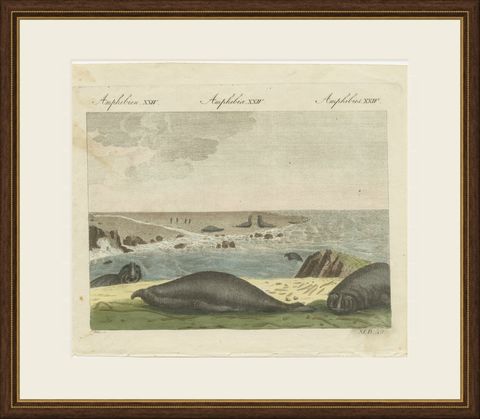 Elephant Seals on a Rocky Shore, Antique Bertuch Print, Vienna, circa 1809, shown framed