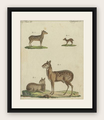 Original Antique Print of Musk Deer and an Antelope, shown framed