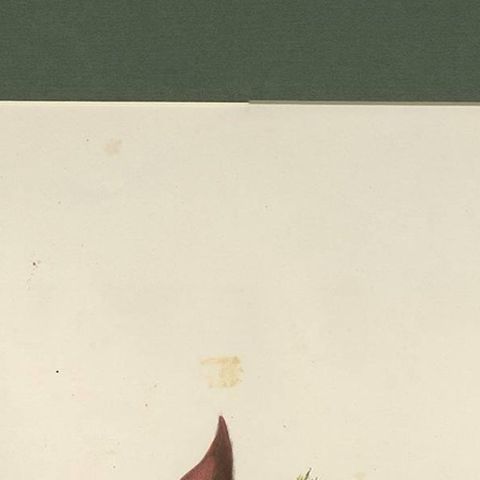 Antique Bird Print of Northern Cardinals Made After D.G. Elliot, 1869, close-up 1