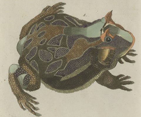 Antique South American Horned Frog Engraving, Bertuch, c. 1807, close-up 2
