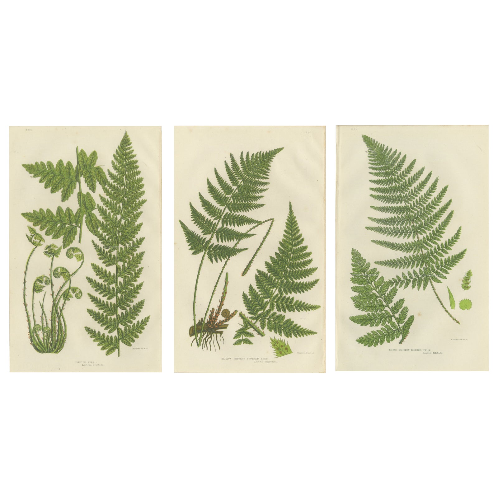 European Quillwort and Creeping Pillwort, Botanical Triptych, 1873