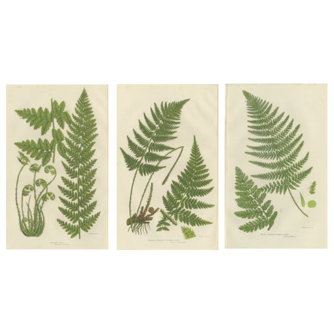 European Quillwort and Creeping Pillwort, Botanical Triptych, 1873