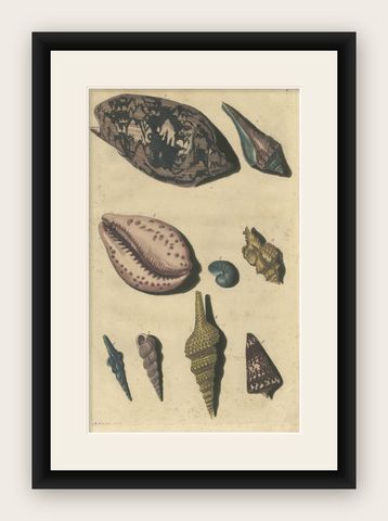 Colored Antique Print of various Sea Shells and Molluscs, shown framed
